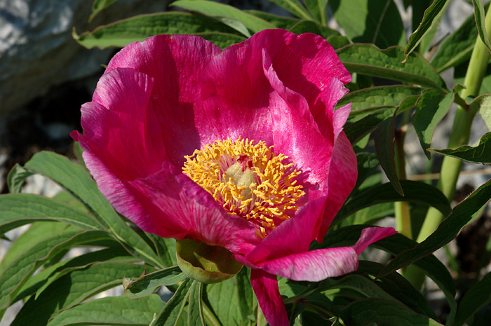 Paeonia officinalis subsp. officinalis / Peonia selvatica